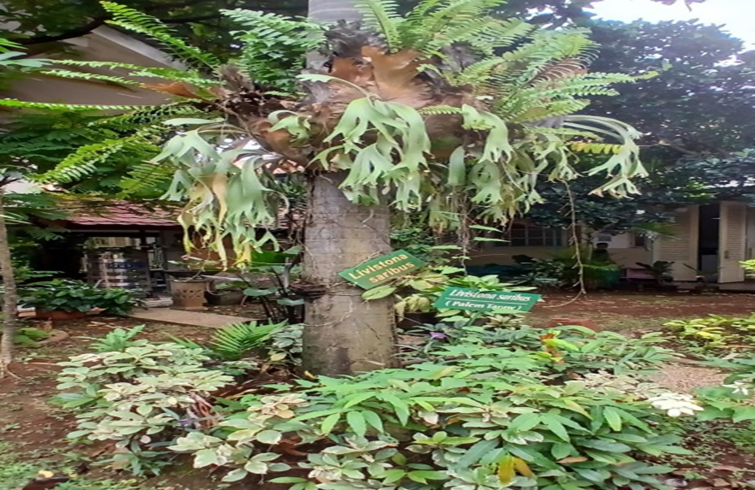 Livistona Saribus ( Palem Taraw)