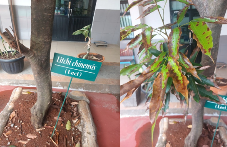 Litchi Chinensis ( Leci )
