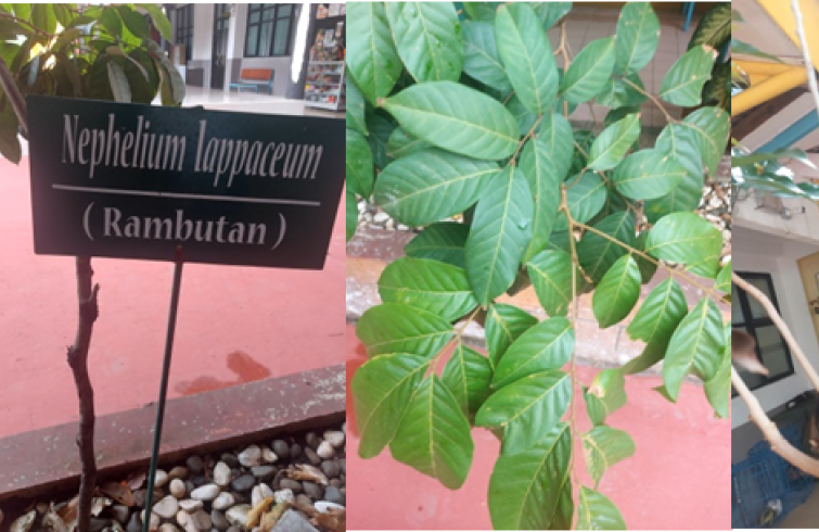 Nephelium Lappaceum ( Rambutan) 