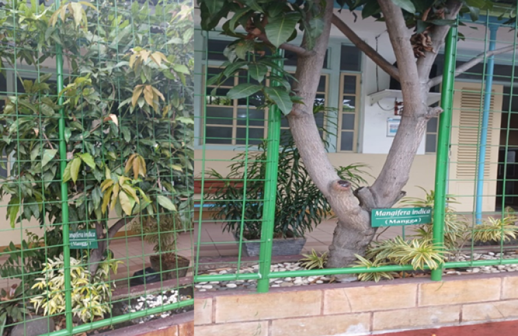 Mangifera indica ( Mangga ) 
