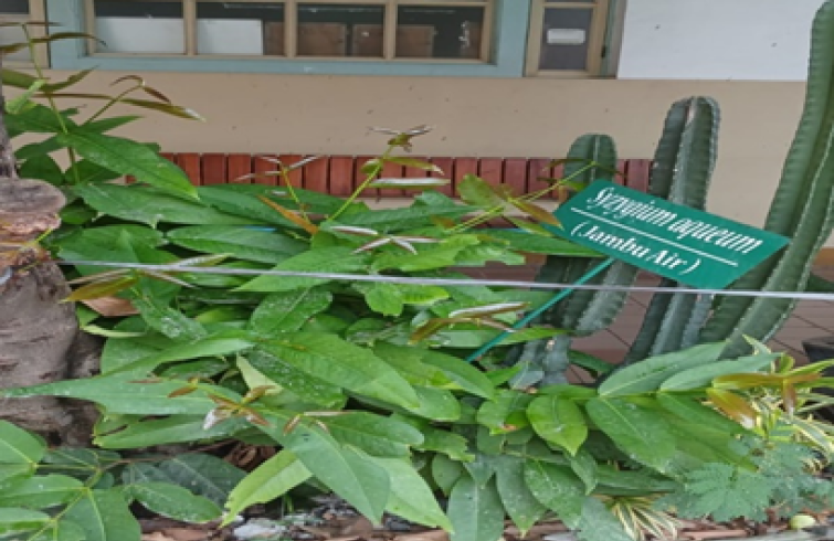 Syzygium Aqueum ( Jambu Air)