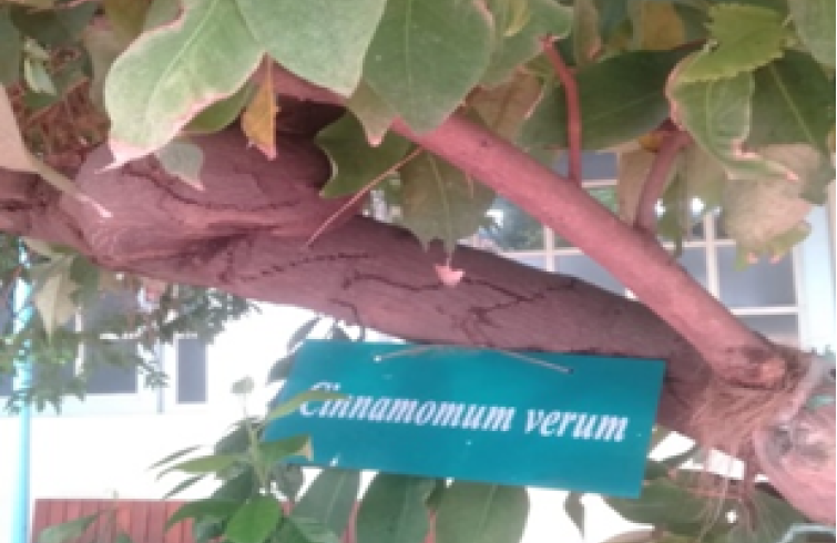 Cinnamomum Verom ( Kayu Manis) 