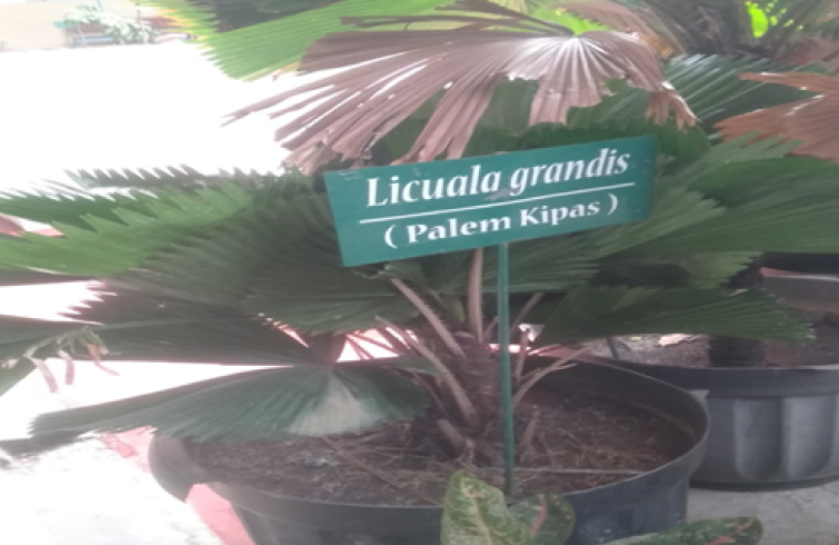 Licuala Grandis ( palem kipas )