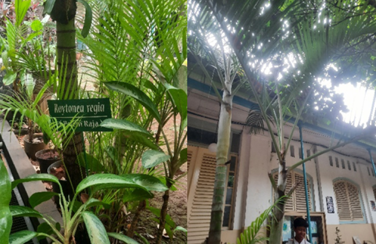 Tanaman Palem Raja