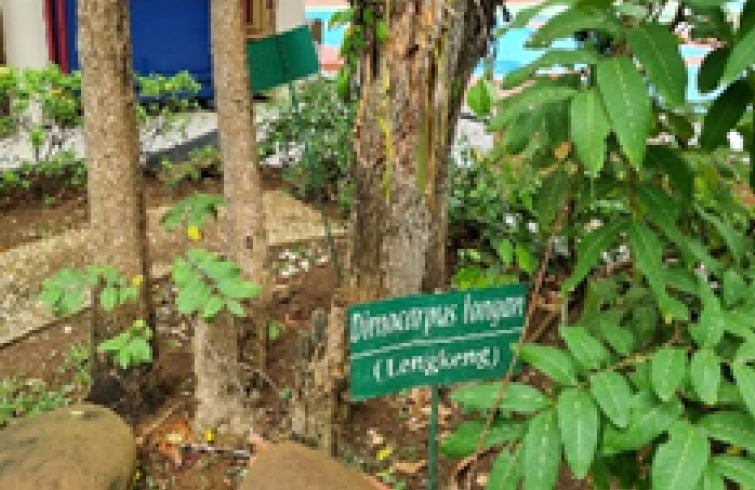Tanaman Lengkeng