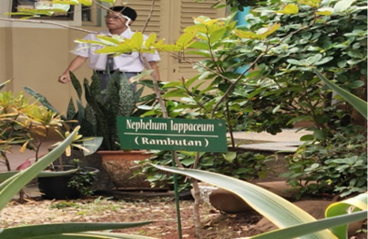 Tanaman Rambutan