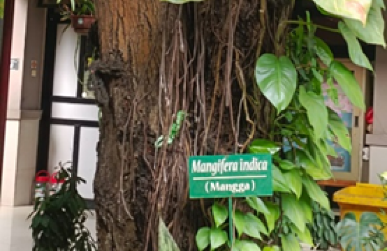 Mangifera Indica (Mangga) 