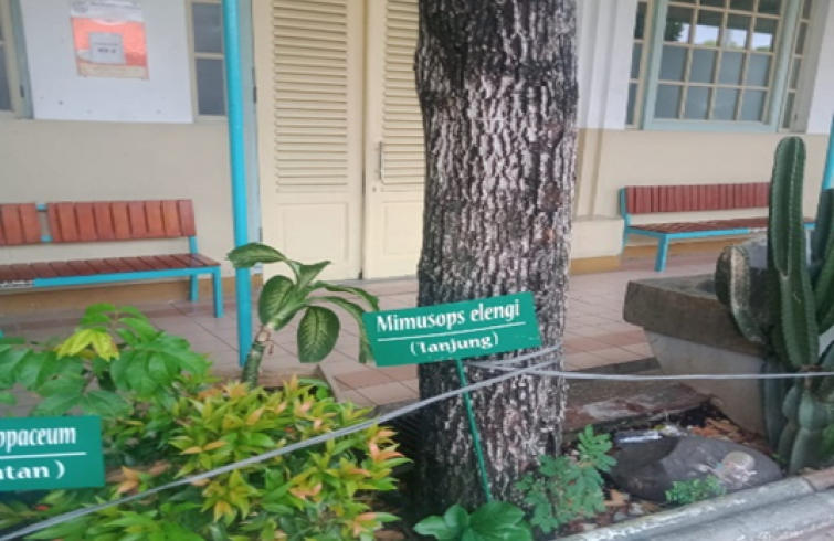 Tanaman Tanjung