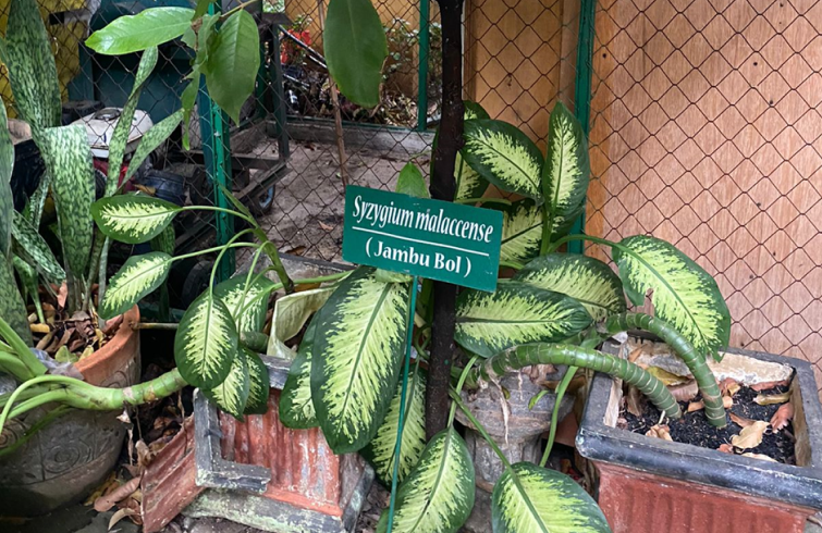 Jambu Bol
