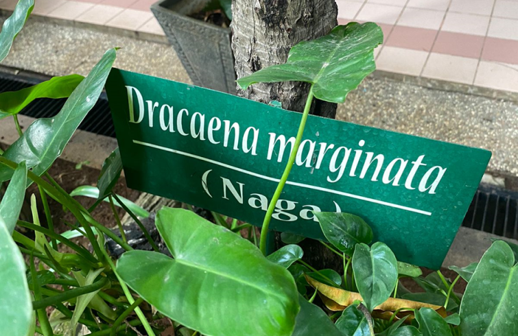 Naga Madagaskar
