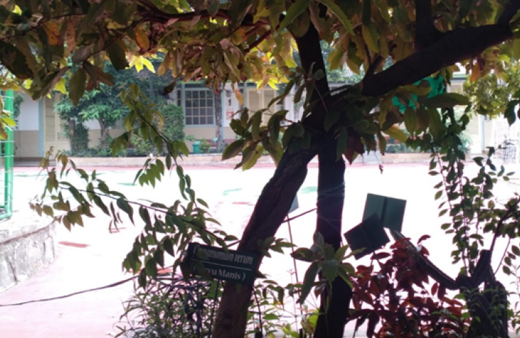 KAYU MANIS (CINNAMOMUM VERUM)