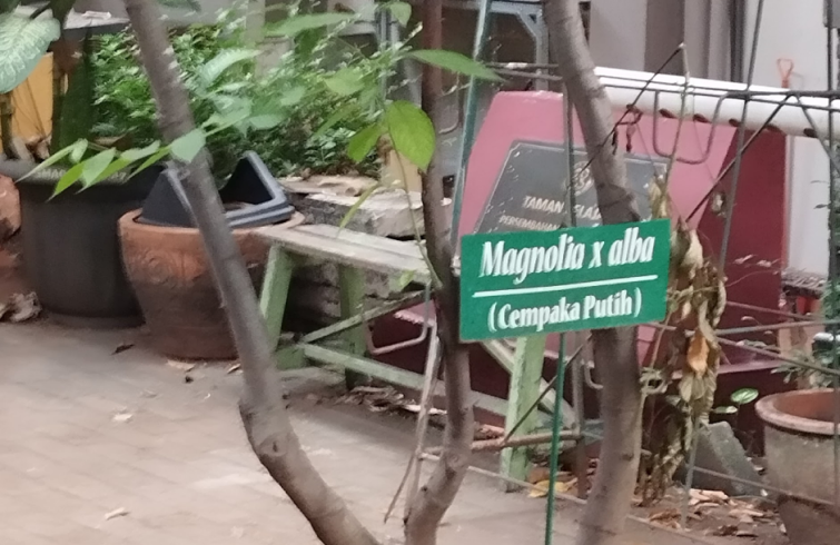 Cempaka