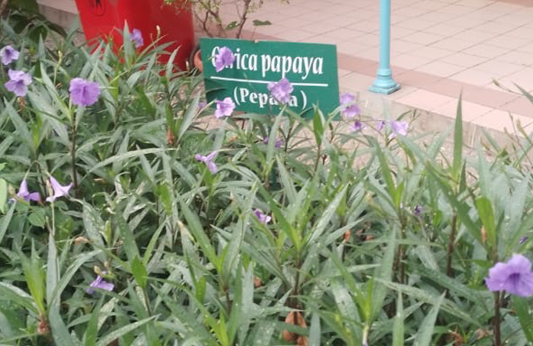 Pepaya